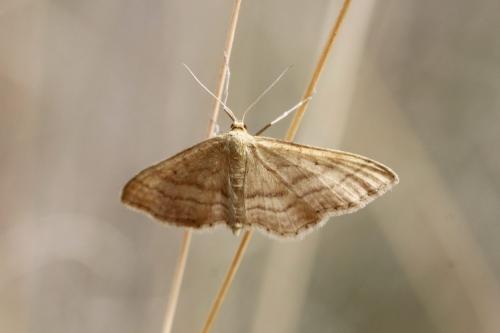Réf. 185 580 : Idaea ochrata